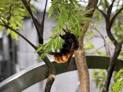 Bombus bicoloratus