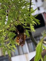 Bombus bicoloratus