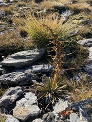 Aciphylla kirkii