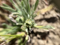 Hesperevax sparsiflora