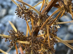 Aciphylla kirkii