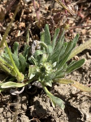 Hesperevax sparsiflora
