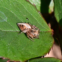 Oxyopes scalaris