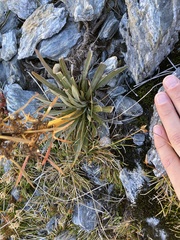 Aciphylla kirkii