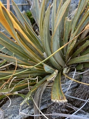 Aciphylla kirkii