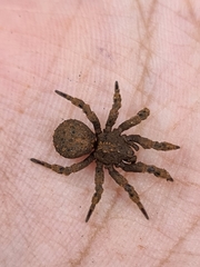 Cryptothele sundaica