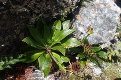 Celmisia holosericea