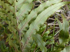 Blechnum minus