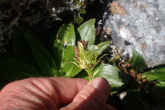 Celmisia holosericea