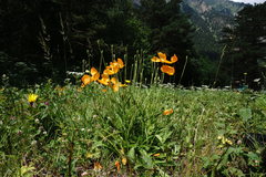 Papaver oreophilum