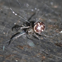 Steatoda grossa