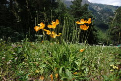 Papaver oreophilum