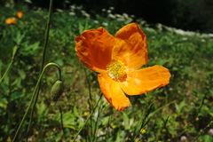 Papaver oreophilum