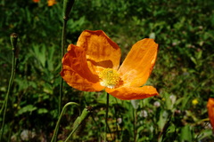 Papaver oreophilum