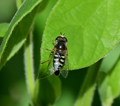 Eupeodes volucris