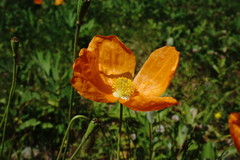 Papaver oreophilum