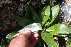 Celmisia holosericea