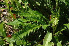 Papaver oreophilum