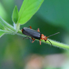 Podabrus pruinosus