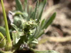 Hesperevax sparsiflora