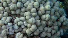 Asterospicularia randalli