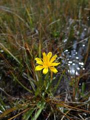 Phalacroseris bolanderi