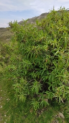 Baccharis densiflora