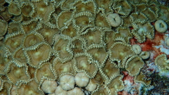 Palythoa heliodiscus