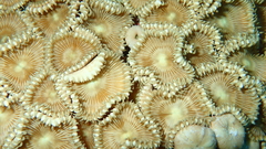 Palythoa heliodiscus