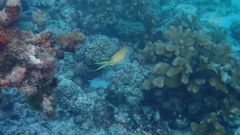 Chromis atripectoralis