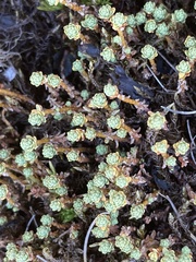 Kelleria paludosa
