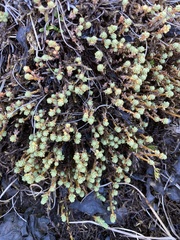 Kelleria paludosa