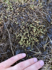 Kelleria paludosa