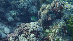 Chromis atripectoralis