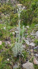 Achyrocline saturejoides