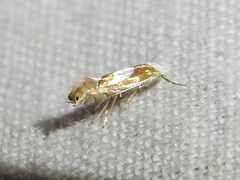 Phyllonorycter fitchella
