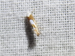 Phyllonorycter fitchella