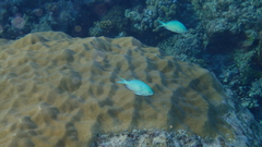 Chromis viridis