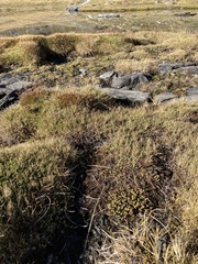 Kelleria paludosa