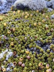 Dracophyllum muscoides