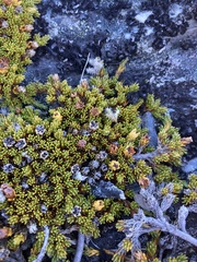 Dracophyllum muscoides