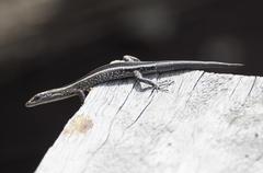 Cryptoblepharus virgatus