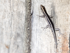 Cryptoblepharus virgatus