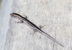 Cryptoblepharus virgatus
