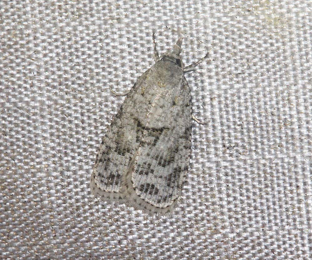 Protarchella