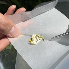 Anthocharis scolymus