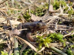 Rana pretiosa