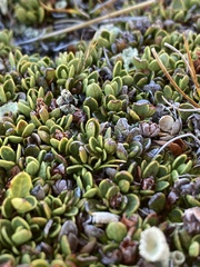 Gaultheria nubicola