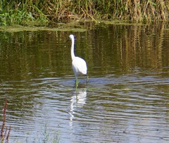 Egretta garzetta nigripes