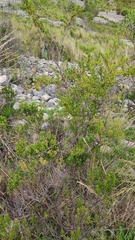 Minthostachys mollis